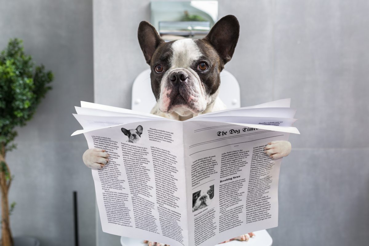 French bulldog sitting on a toilet seat with the newspaper