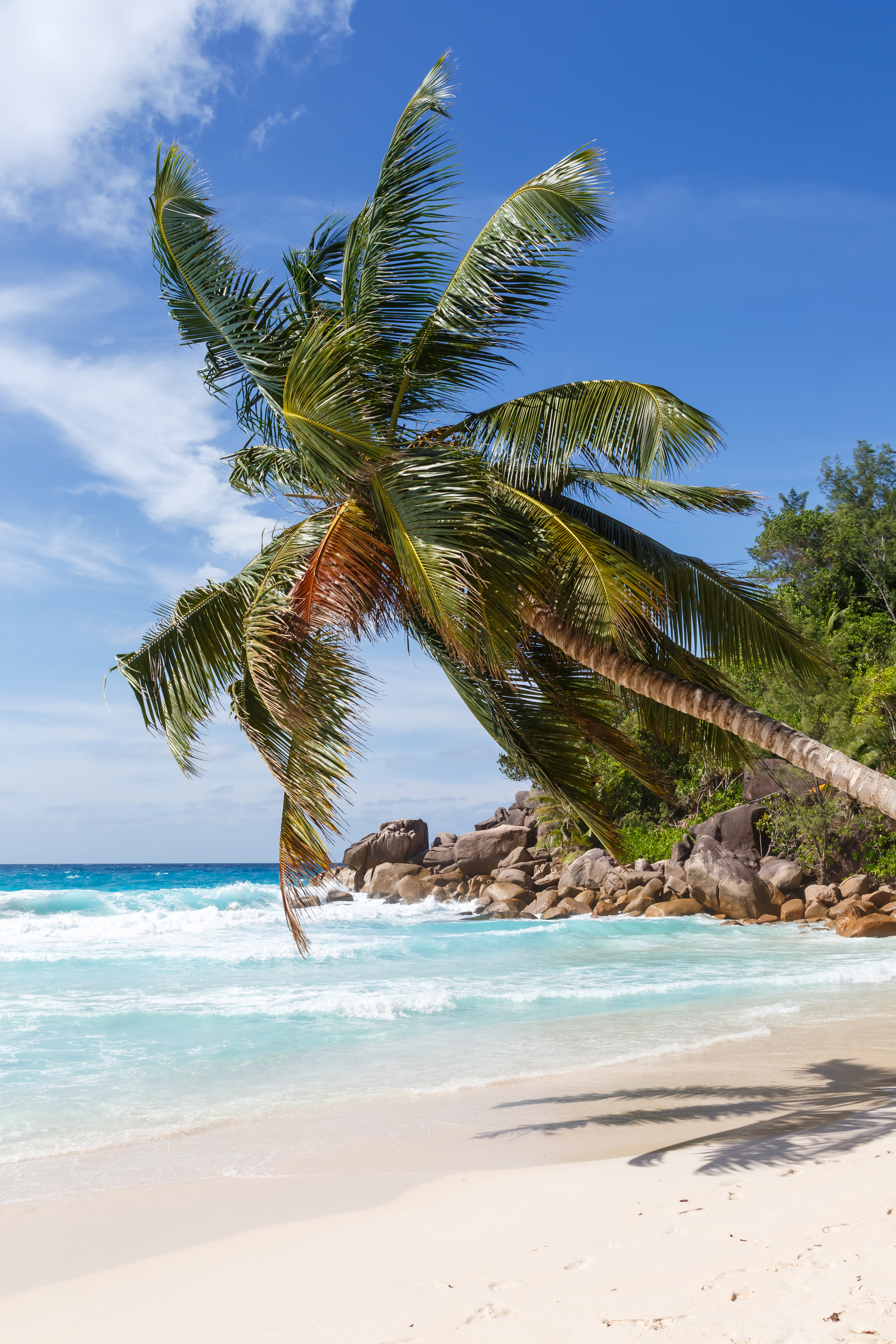 Seychelles Anse Georgette beach on Praslin island palm portrait format vacation sea tourism