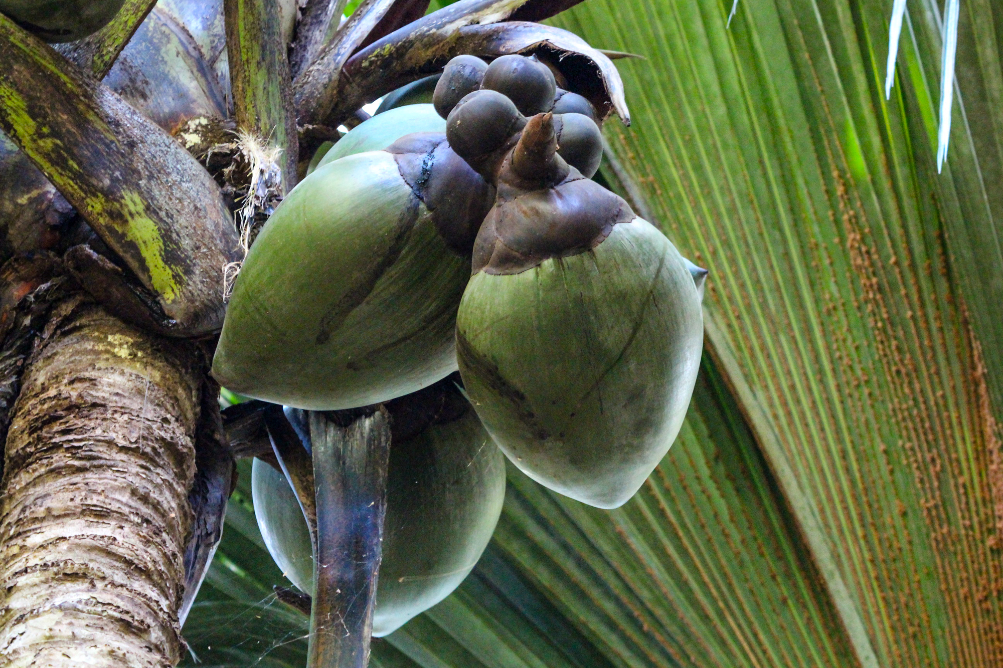 Coco de mer fruit at a seychelles palm tree in UNESCO world natural heritage Vallee de Mai on island praslin