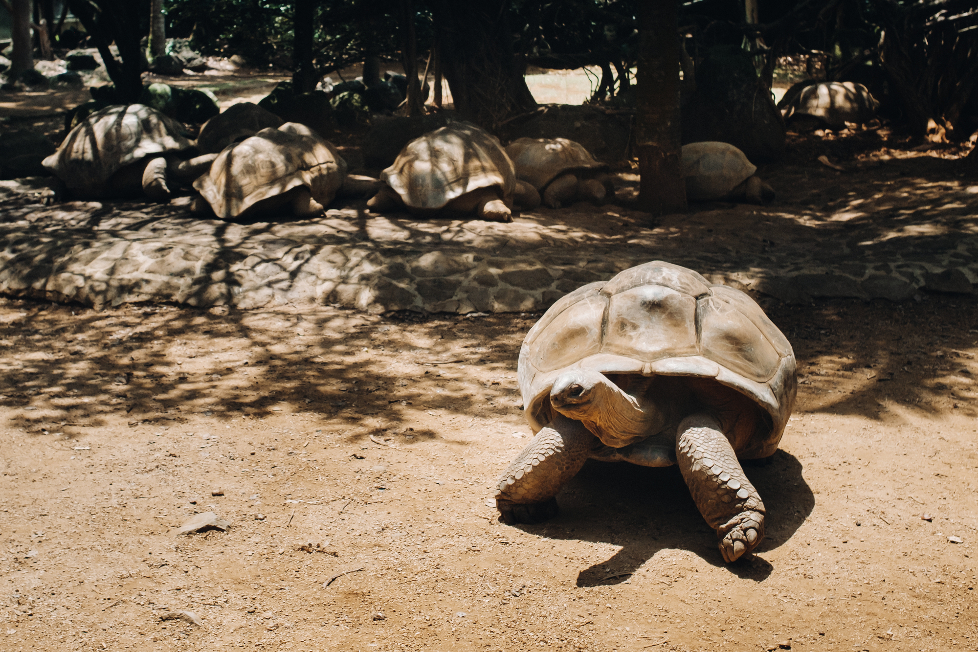 Giant tortoises in National Botanical Gardens