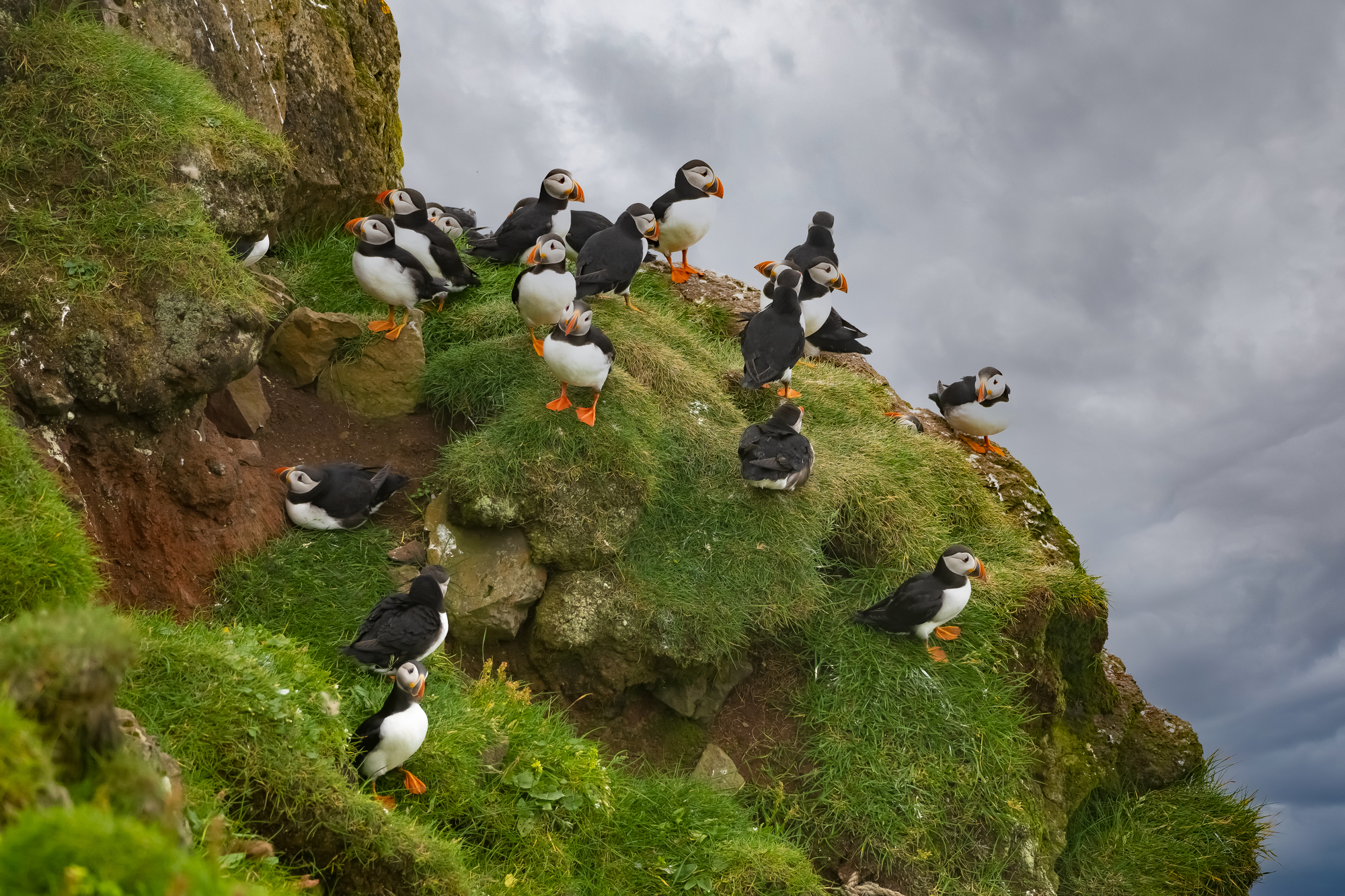 Huge colonies of puffins breeding on the cliffs of the Mykines, Faroe Islands