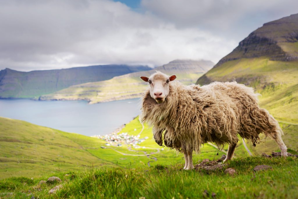 One of 80 000 sheep of Faroe Islands